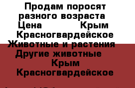 Продам поросят разного возраста › Цена ­ 2 500 - Крым, Красногвардейское Животные и растения » Другие животные   . Крым,Красногвардейское